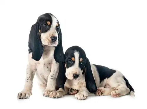 puppies bernese Schweizer Laufhund_cynoclub_shutterstock