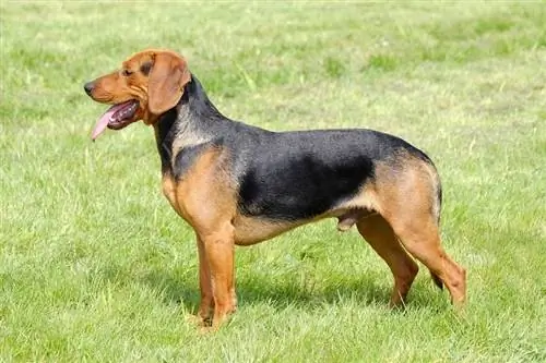 Die portret van Serbian Hound in die tuin_radomir rezny_shutterstock