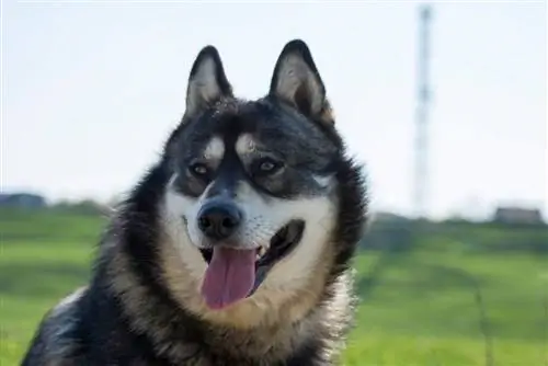 Gerberský Shepsky