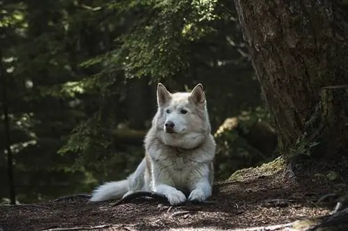 Siberiese Husky