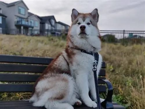 Sahalin Husky