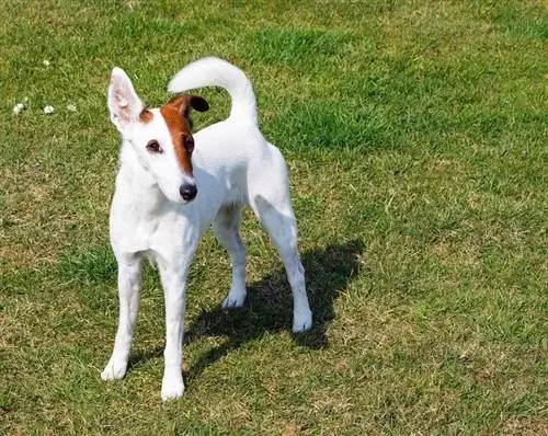 Gladde Fox Terrier