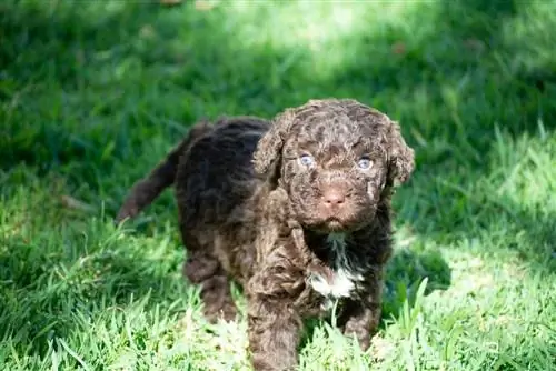 İspanyol Su Köpeği yavrusu