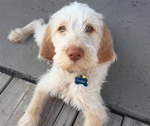 Spinone Italiano yavrusu