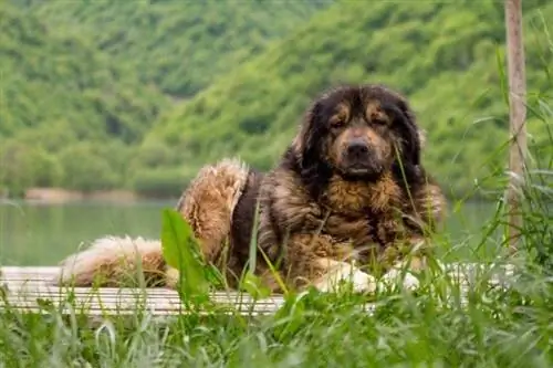 Sarplaninac, çoban köpeği cinsi_ZL photography_shutterstock