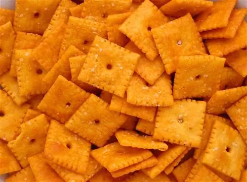 Mogu li mačke jesti Cheez-Its? Što trebaš znati