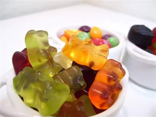 Maaari bang Kumain ang Mga Pusa ng Gummy Bears? Anong kailangan mong malaman