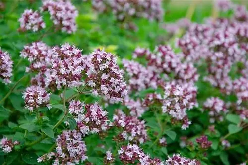 Mushuklar oregano iste'mol qila oladimi? Nimani bilishingiz kerak