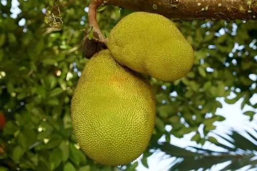 Mohou kočky jíst Jackfruit? Co potřebuješ vědět