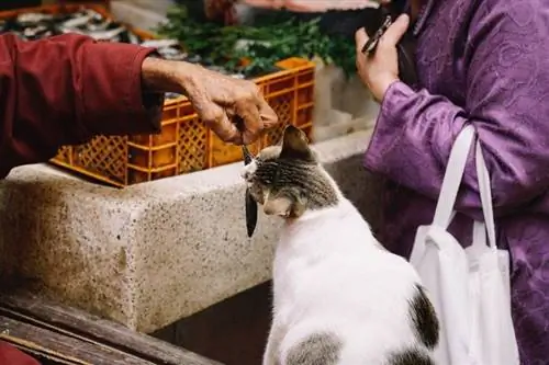 Pisica hrănită cu pești mici la piață