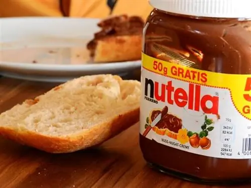 Ar katės gali valgyti Nutella? Ką tu turi žinoti