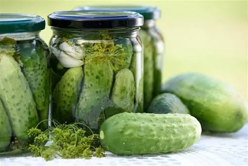 Kan katte spise pickles? Hvad du behøver at vide