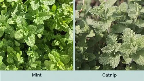 Mint vs Catnip