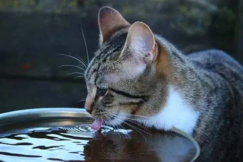 air minum kucing