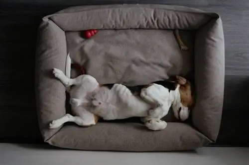 Beagle tidur di tempat tidurnya