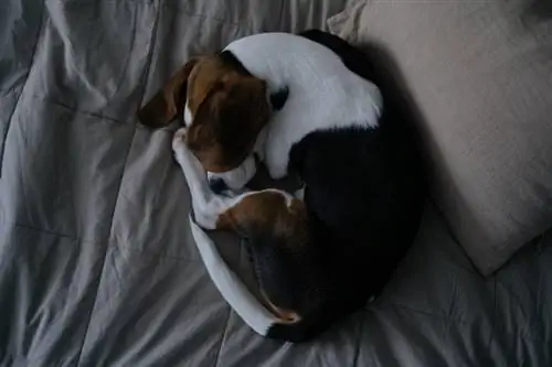 Beagle meringkuk di tempat tidur