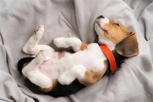 Marami bang Natutulog ang Beagles? Gaano Sila Natutulog?