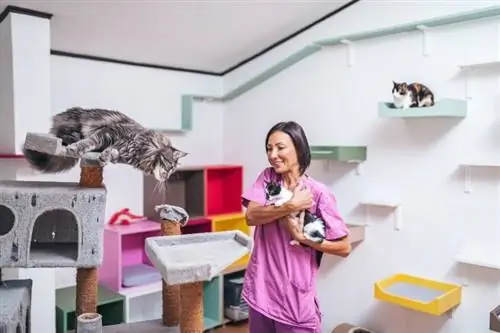 tempat penampungan hewan untuk kucing