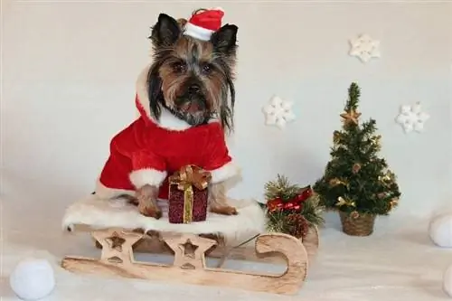 seekor anjing terrier yorkshire lucu mengenakan kostum santa untuk natal