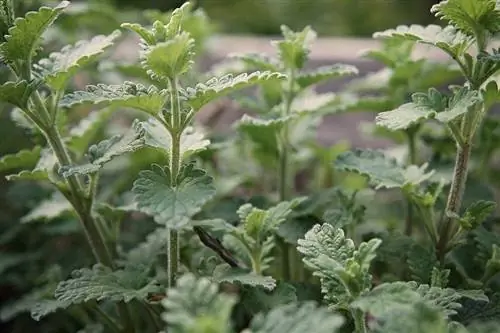 plante de catnip