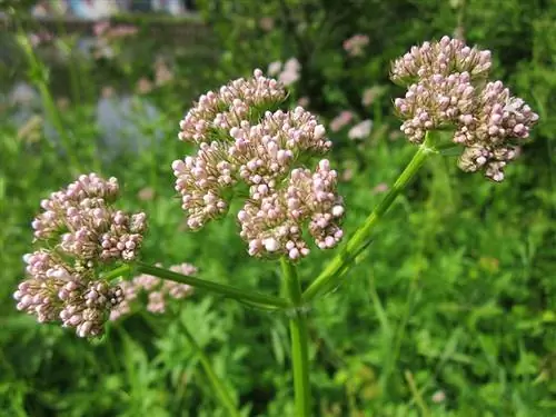 plantas de valeriana