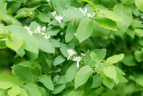 tatarian honeysuckle bush