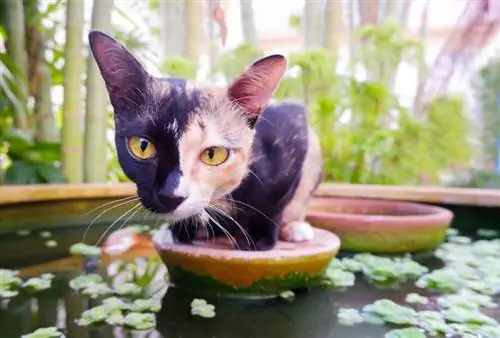 Kucing Chimera: Fakta, Asal Usul & Sejarah (Dengan Gambar)