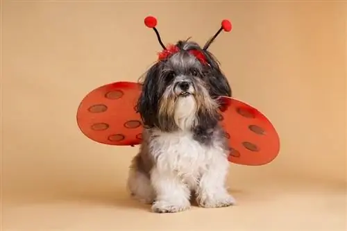 mbwa amevaa ladybug kwa Halloween_Mahlebashieva_shutterstock