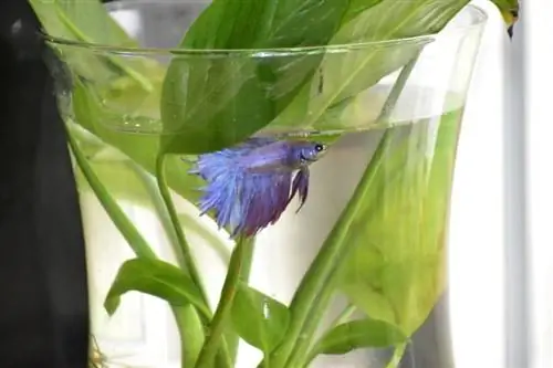 betta fish in bowl_Piqsels