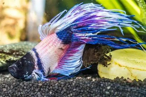 haige betta kala