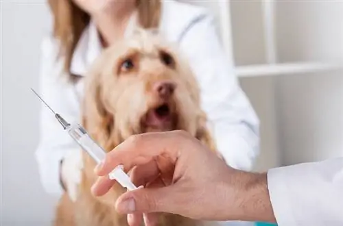 hond dierenarts injectie