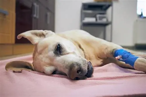 een zieke hond na een operatie in de dierenkliniek