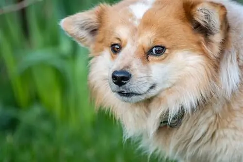 gerileme pomeranian yakın çekim