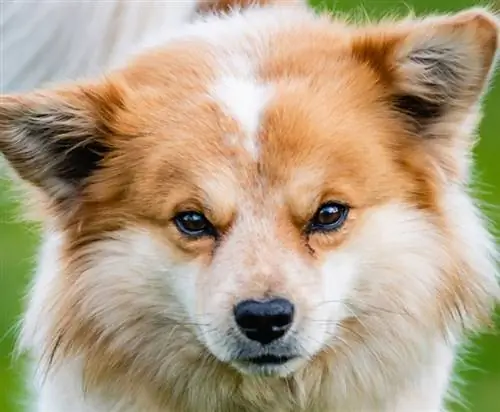 nga afër i qenit pomeranian të kthimit prapa