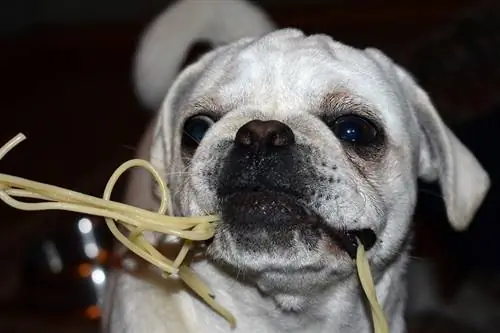 Cane che morde le tagliatelle