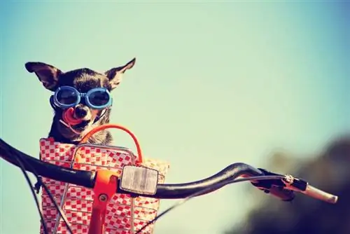 Sød chihuahua i en taske på en cykel