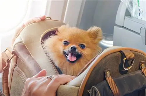 pomeranian dans un sac monte un avion