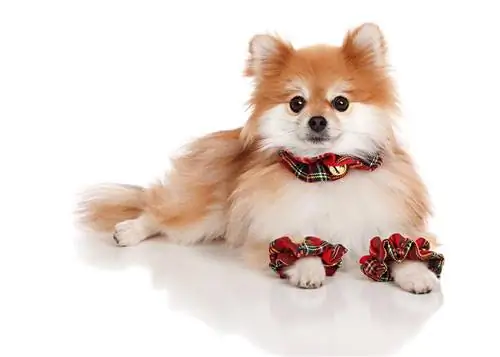 Pomeranian đáng yêu mặc quần áo Giáng sinh. Bị cô lập trên nền trắng