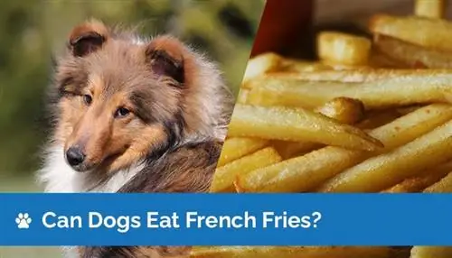 Maaari Bang Kumain ng French Fries ang Mga Aso? Ligtas ba ang French Fries para sa mga Aso?