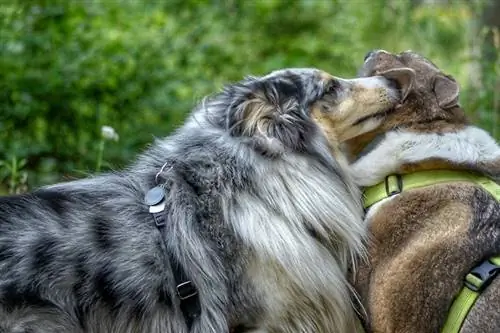 Warum lecken sich Hunde gegenseitig die Ohren? (Hundeverh alten erklärt)