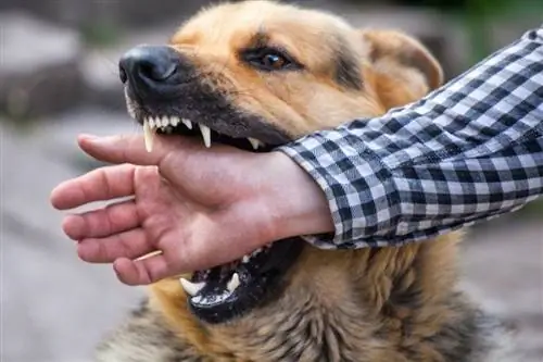 Como limpar uma mordida de cachorro em 7 etapas fáceis (com fotos)