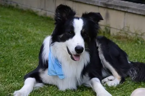 Border collie