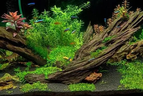 Kodėl „Aquarium Driftwood“tokia brangi? Viskas, ką reikia žinoti