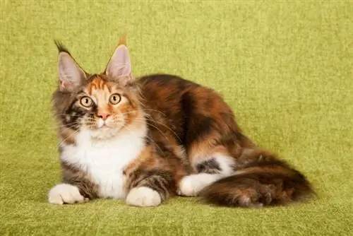 Tortie Maine Coon Cat: Fakta, oprindelse & Historie (med billeder)