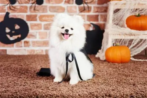 Mwonekano wa mbele wa mbwa wa pomeranian mwenye furaha katika wakati wa halloween