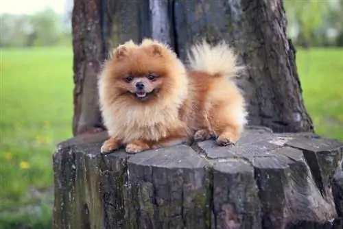 Gaano Kalaki ang mga Pomeranian? Average na Paglago & Tsart ng Timbang