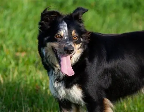 Collie tricolor