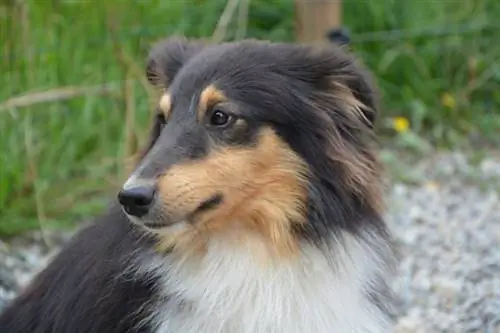 Shetland Sheepdog ba màu