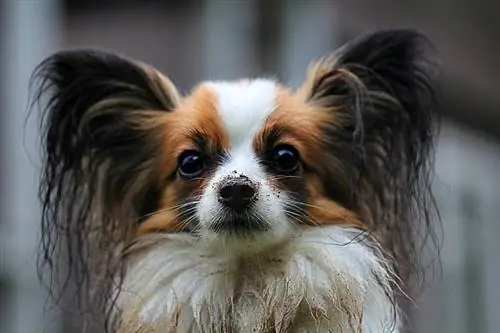 Papillon tricolor