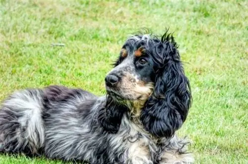 Cocker Spaniel Tricolor